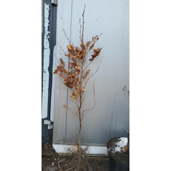 BUK POSPOLITY - sadzonki 60 / 80 cm